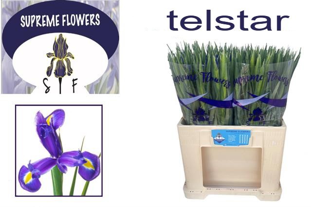 Ирис Телстар, шт.