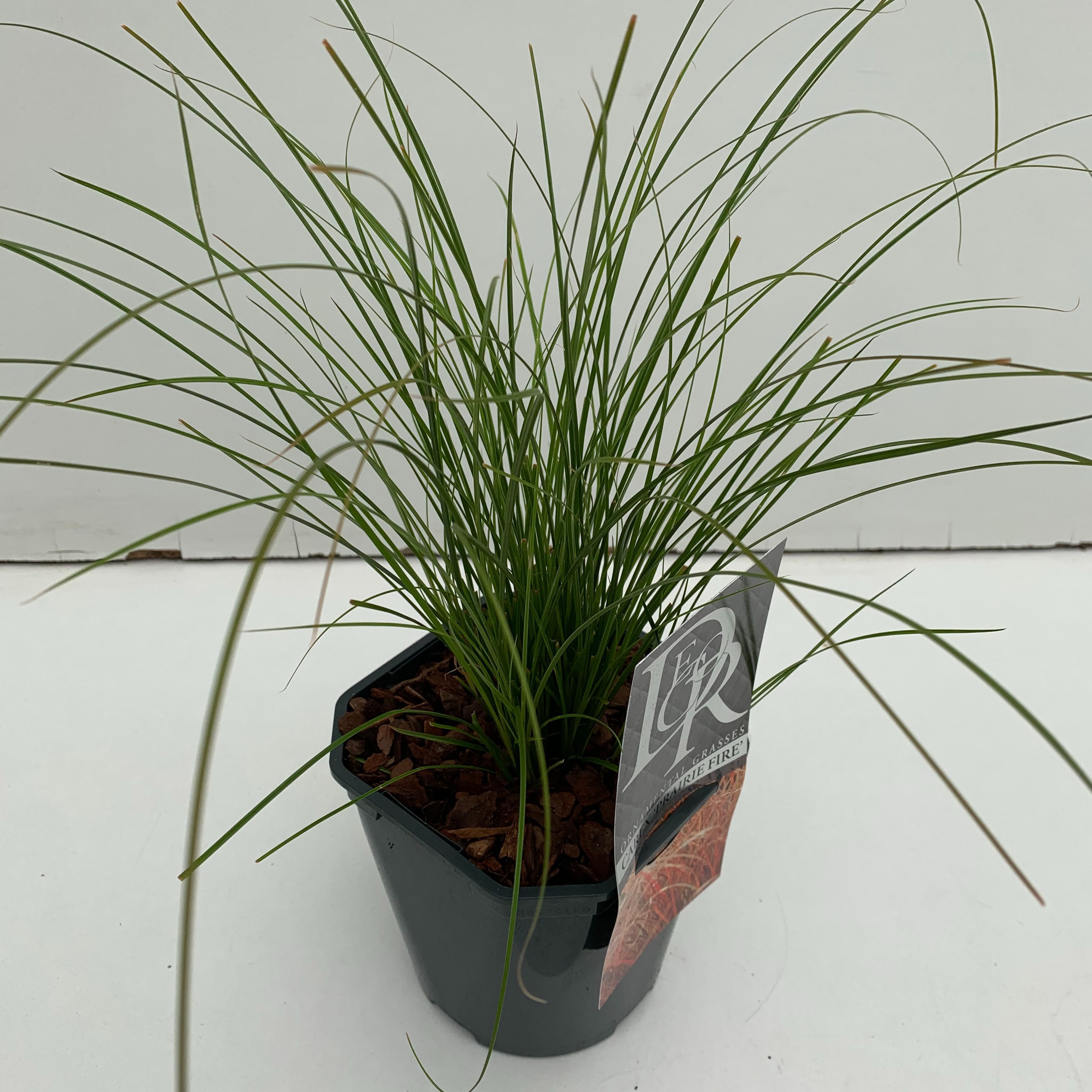 Carex 'Prairy Fire', D 17 cm