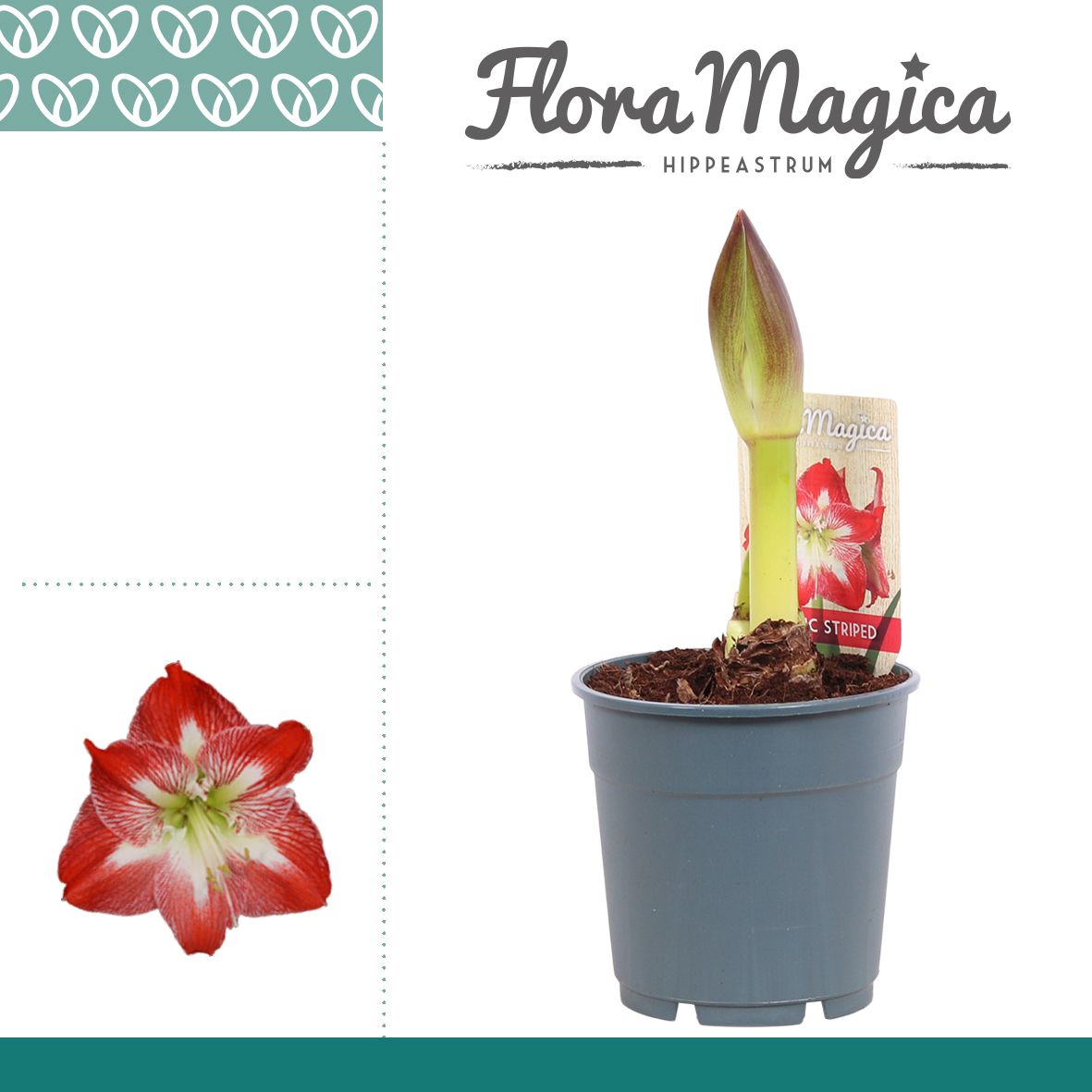 Amaryllis Exotic Striped 1 Knop, D 12