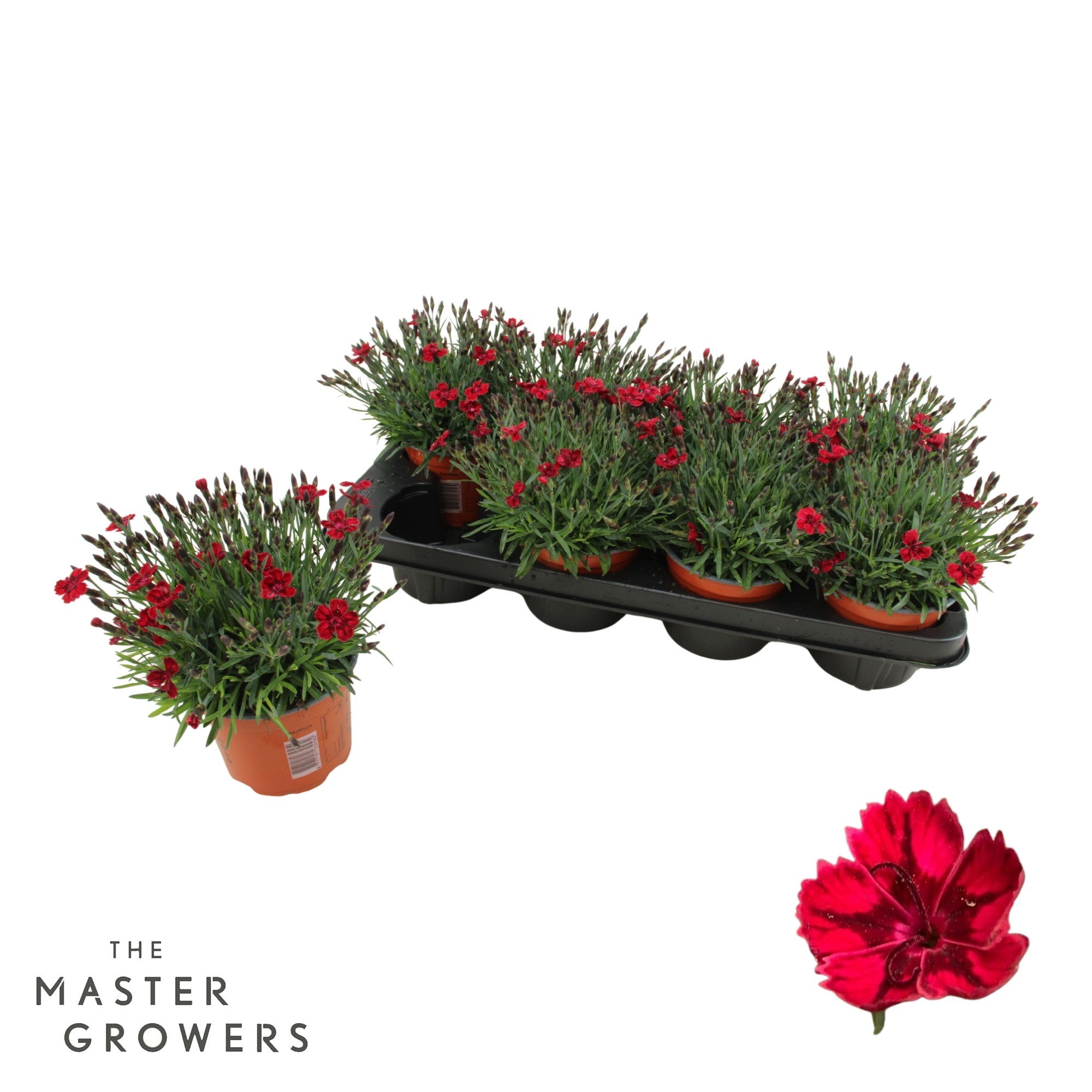 Dianthus Pillow 'Red', D 12