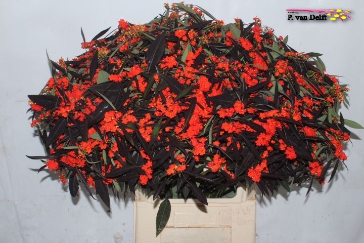 Эуфорбия куст. Каттлерс Оранж 80, шт.