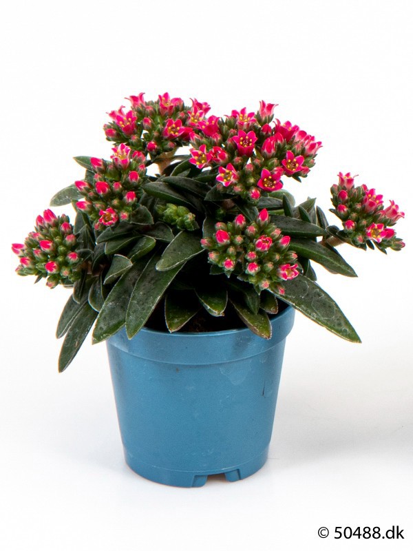 CRASSULA SCHMIDTII, D 6 cm