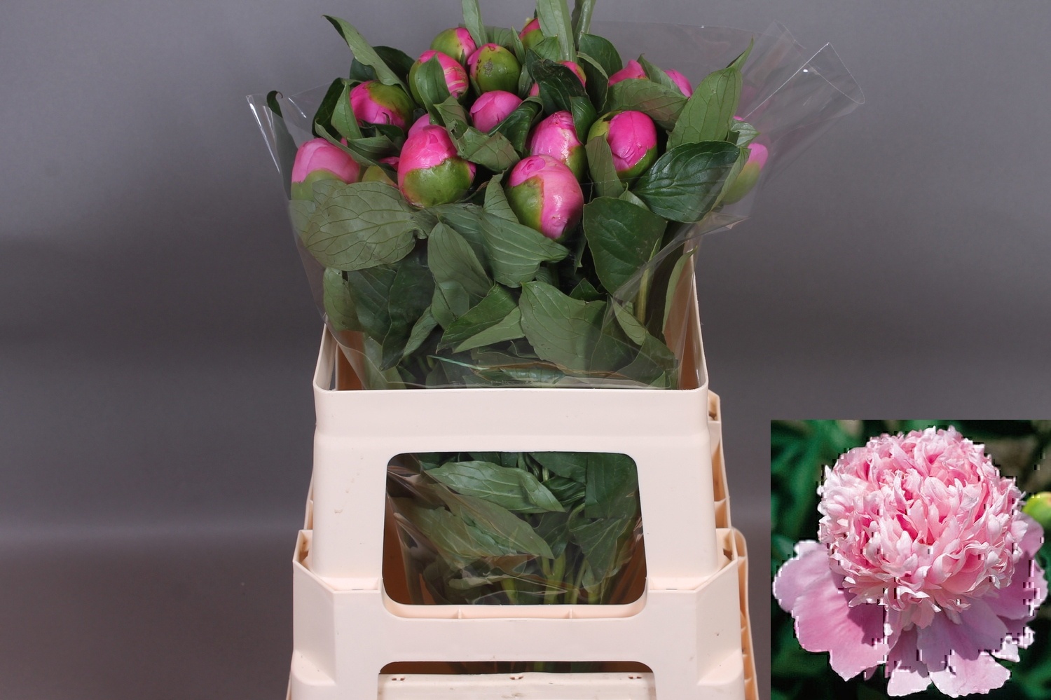 Пион Жуль Эль 50, шт.