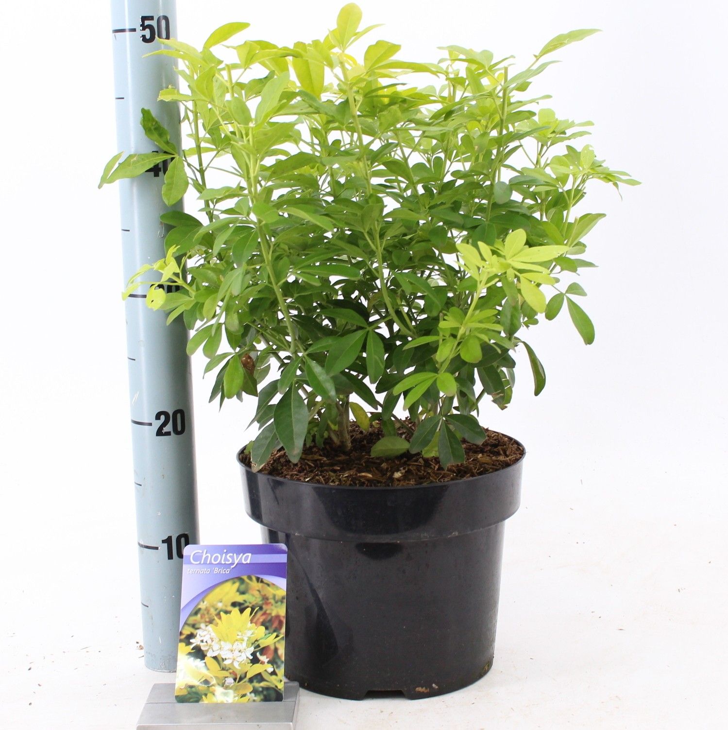 Choisya ternata ‘Brica’ (Lich), D 23