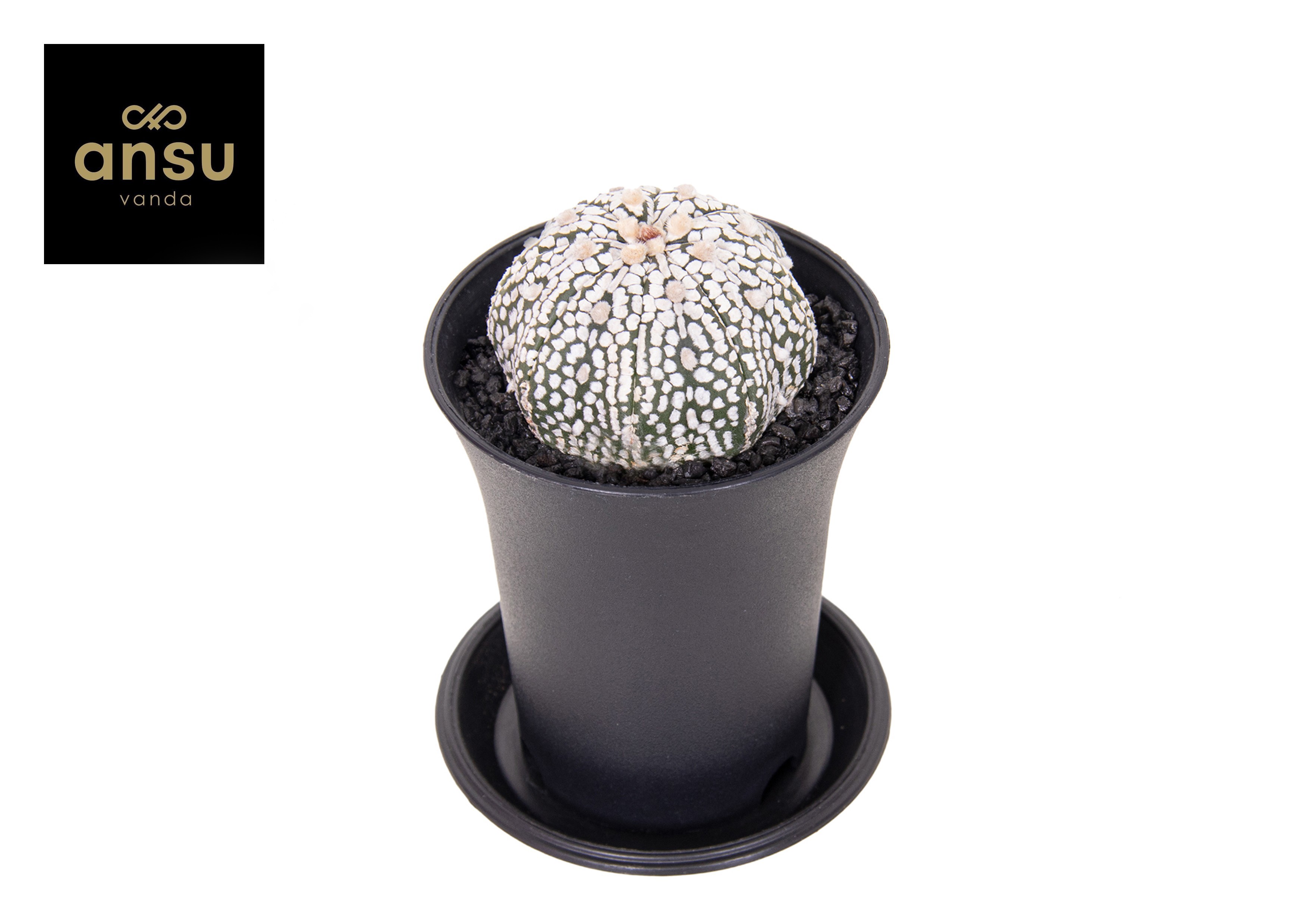Astrophytum Asterias Super Kabuto, D 7,5