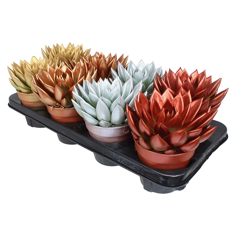 Miranda coloured Xmas mix metal free, D 12