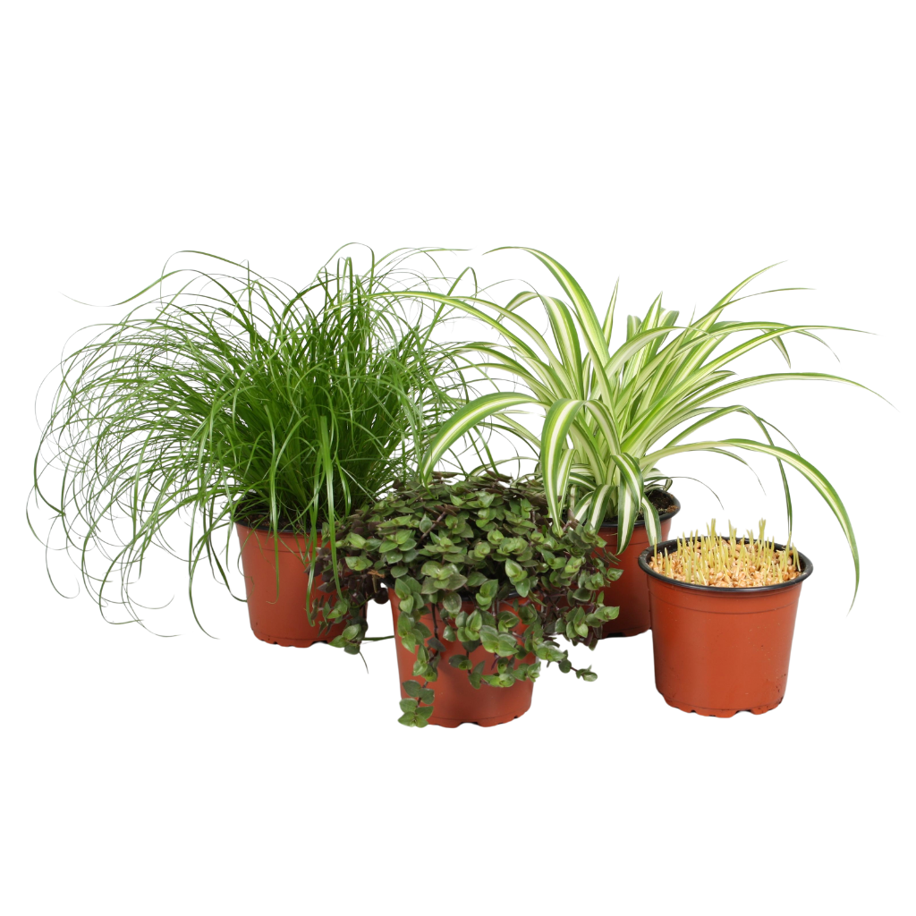 Pet mix 4 soorten, D 12