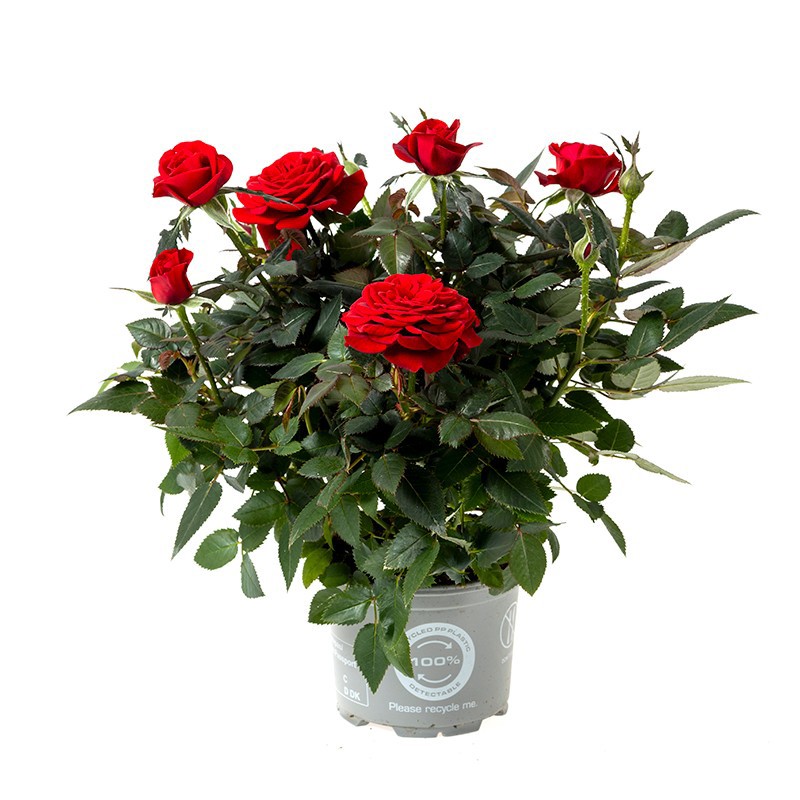 Rosa Milano Kordana Classic, D 10,5 cm