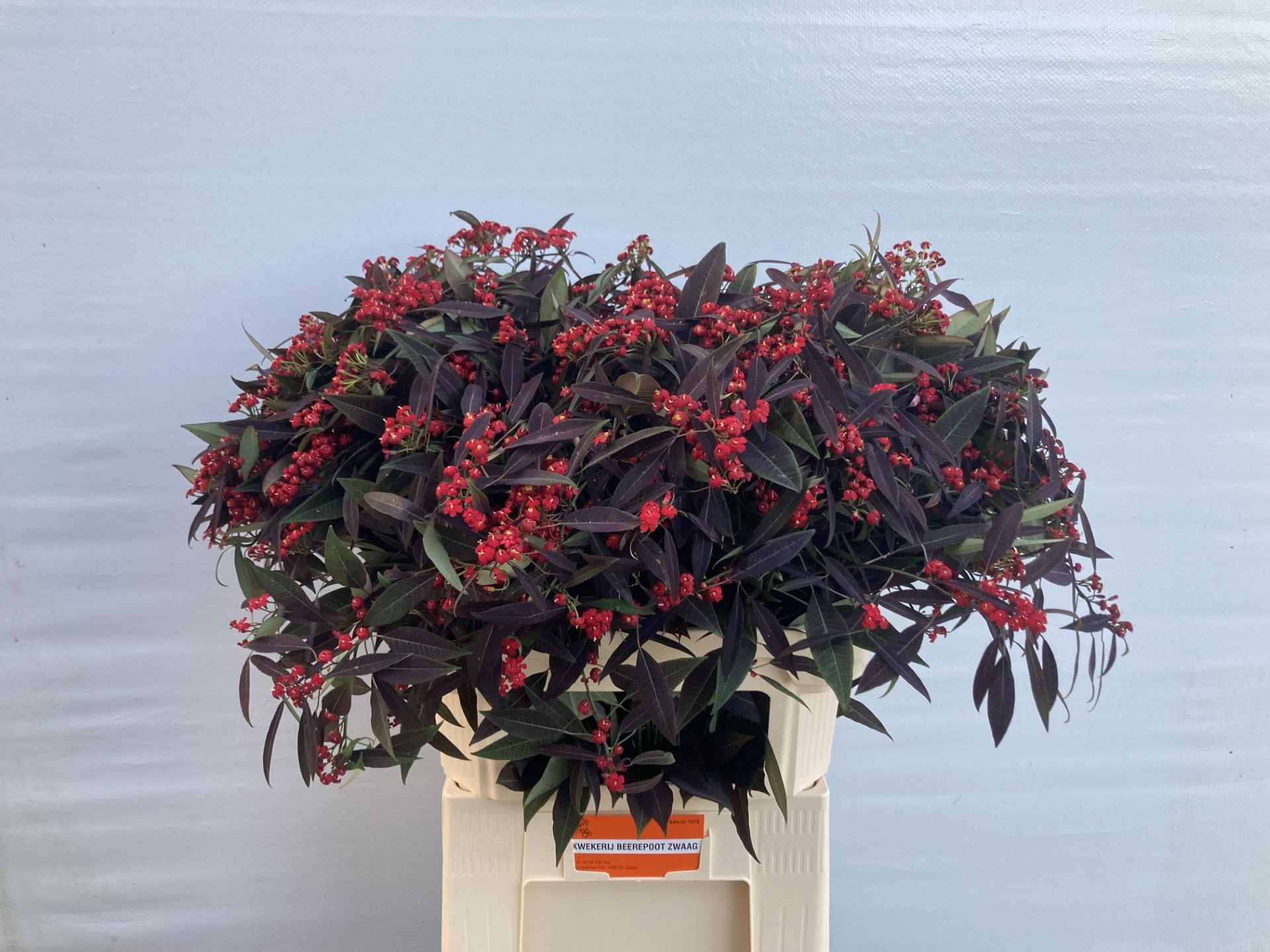 Эуфорбия од. Каттлерс Самтрот 80, шт.