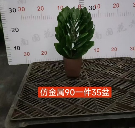 Замиокулькас 90 Имиташен Метал Мани Три 9 30