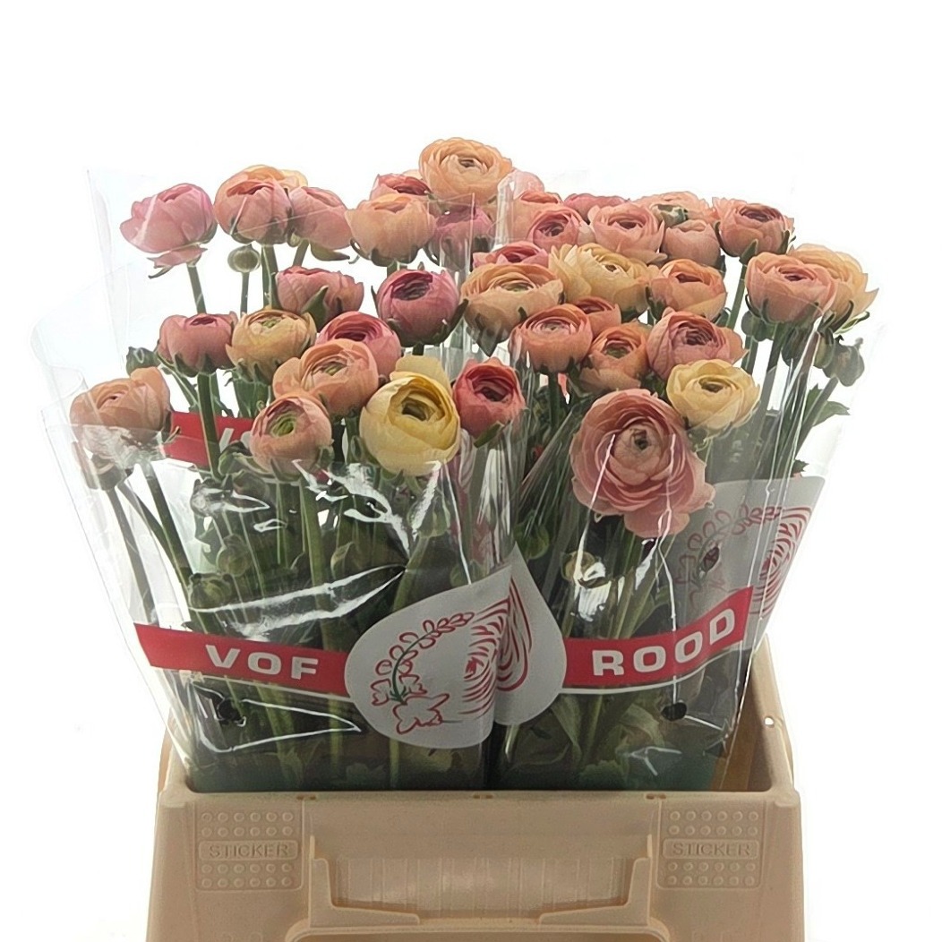 Ранункулус Элеганс Салмон 40, шт.