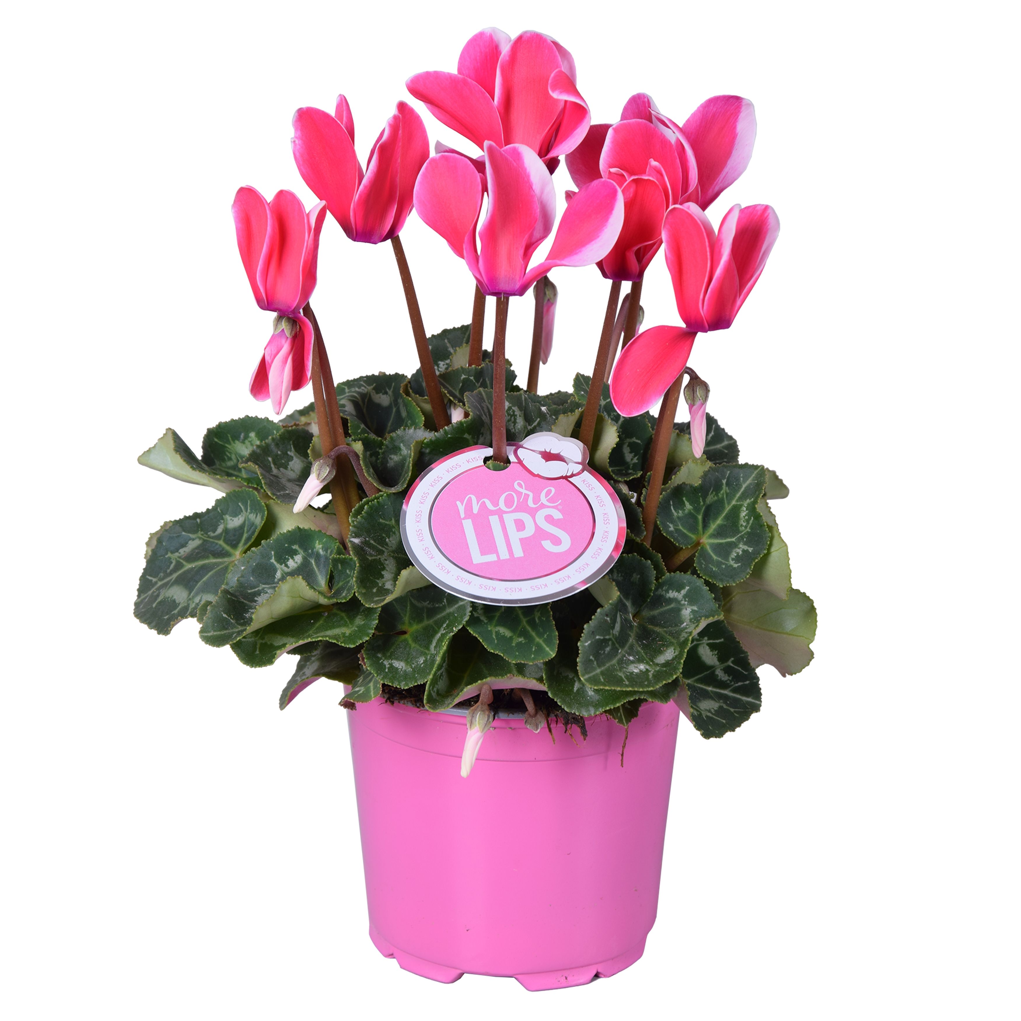 MoreLIPS® Cyclamen Fuji pink, D 12 cm MoreLIPS® Cyclamen Fuji pink, D 12 cm