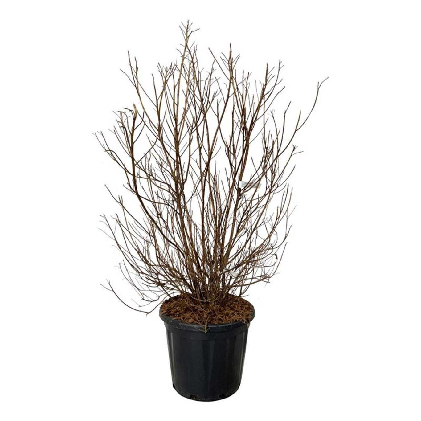 Clethra barbinervis, D 40