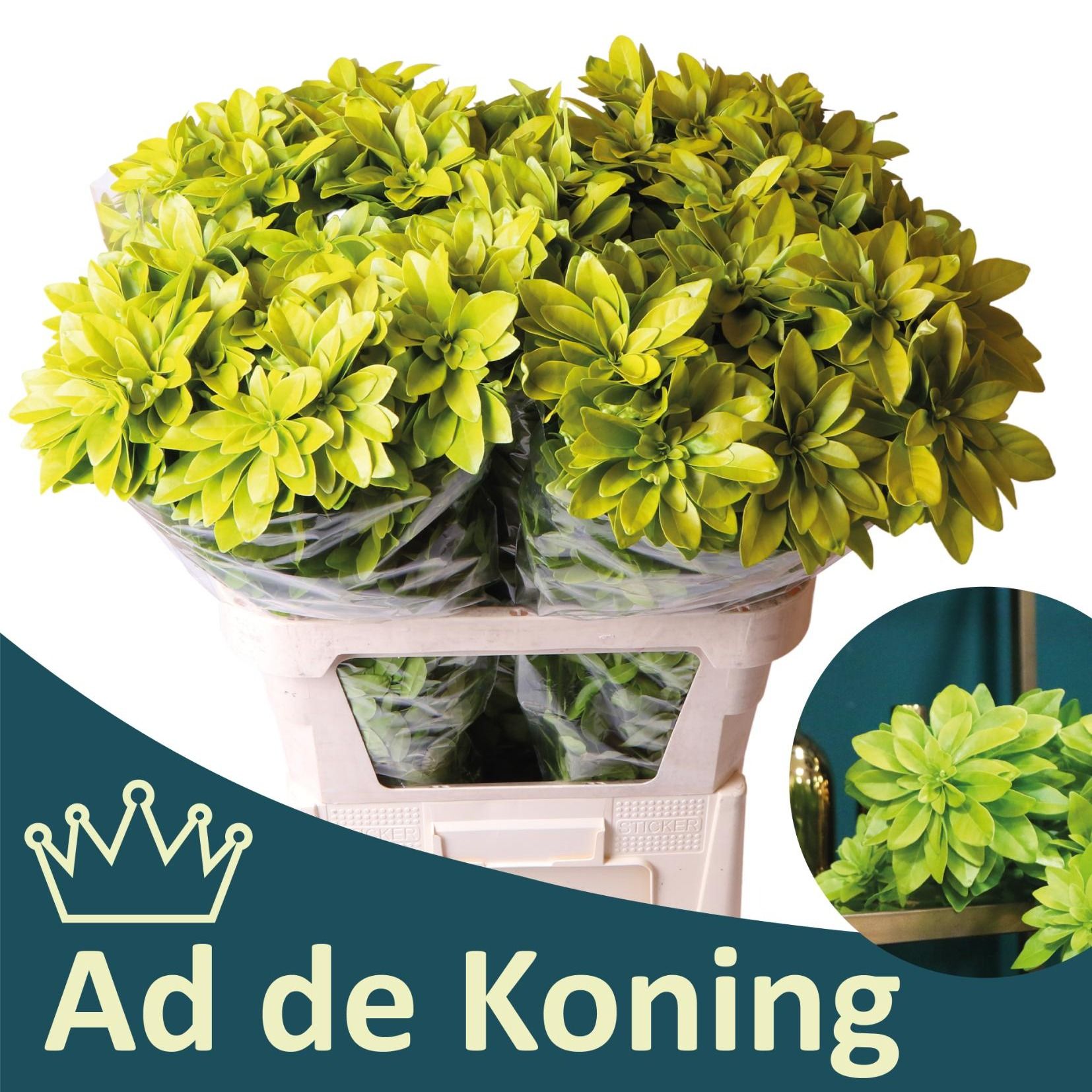 Чозия Лич 80, шт.