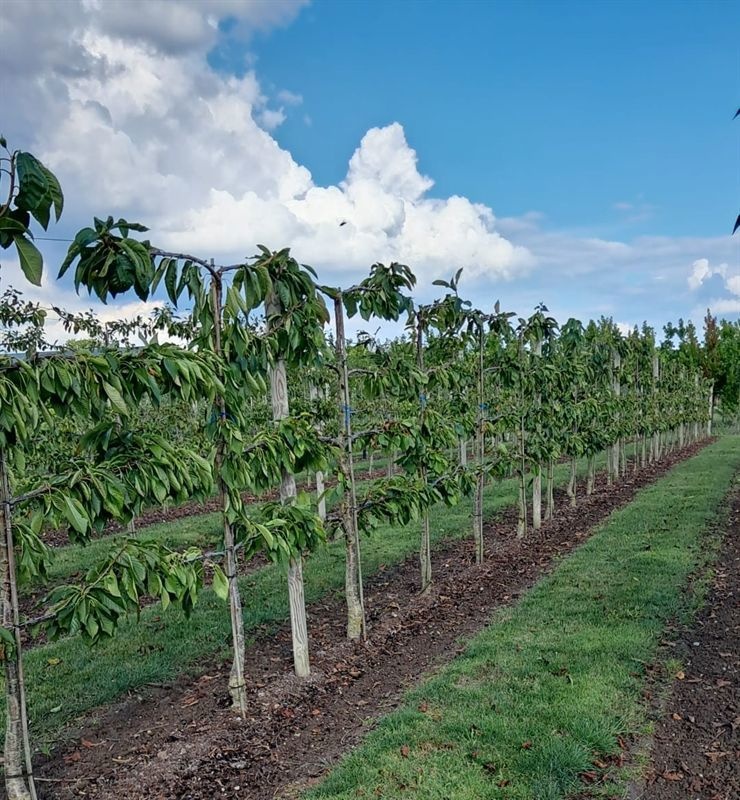 Prunus avium 4-arm Horizon Sunburst Kers leivorm, D 55