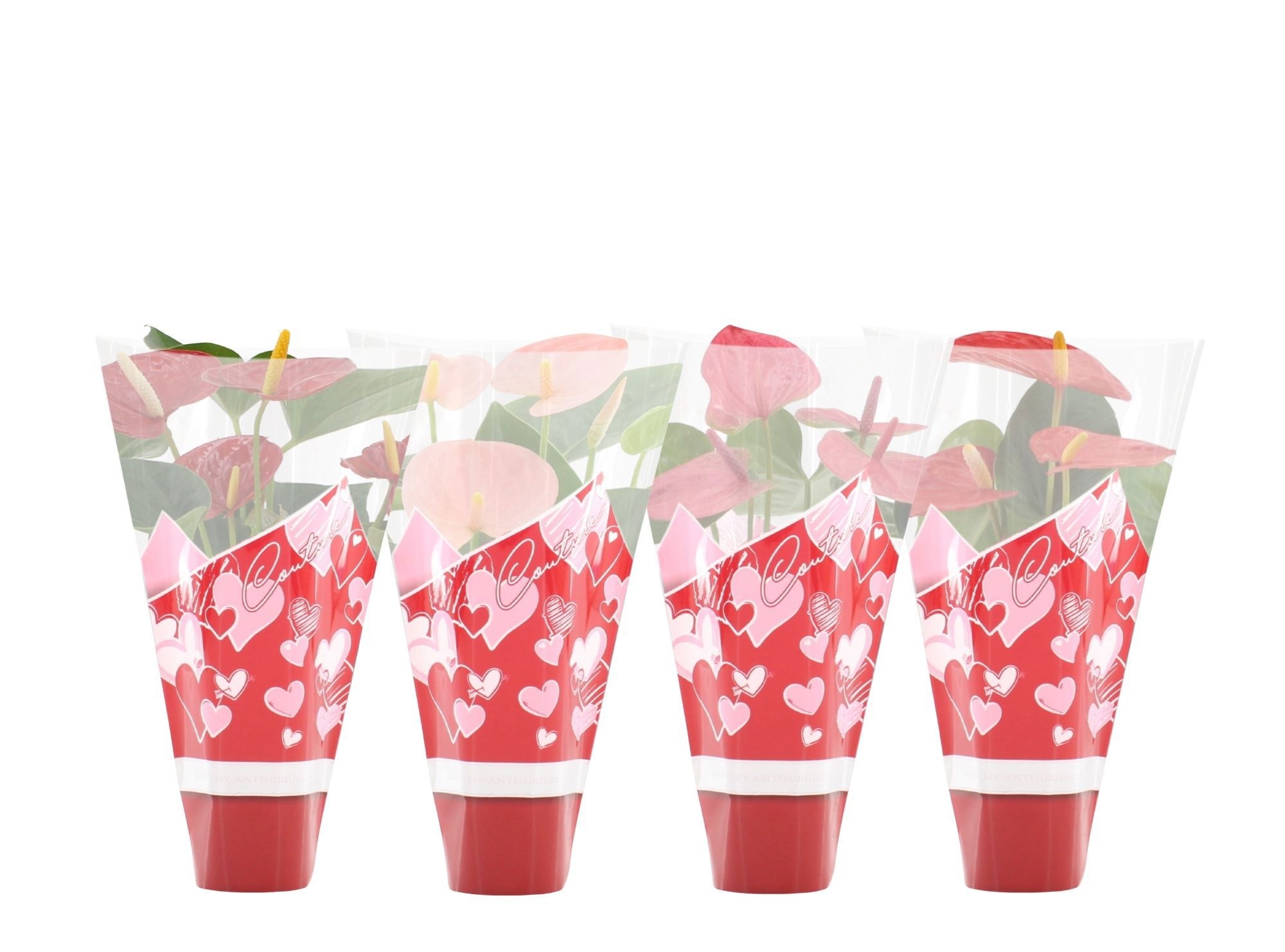 Anthurium 4 color mix in Couture hearts sleeve, D 9