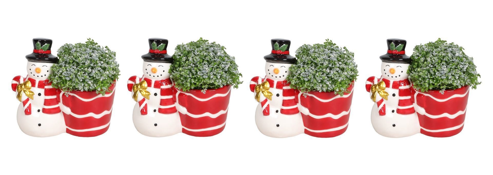 L 67459 With Selaginella Apoda Glitter 6 cm, D 6 cm