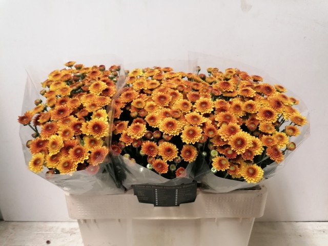 Сантини Лекси, шт.