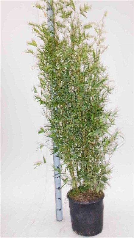 Phyllostachys aurea, D 26