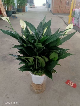 Спатифиллум 150 Гидропоник Краун 15 50