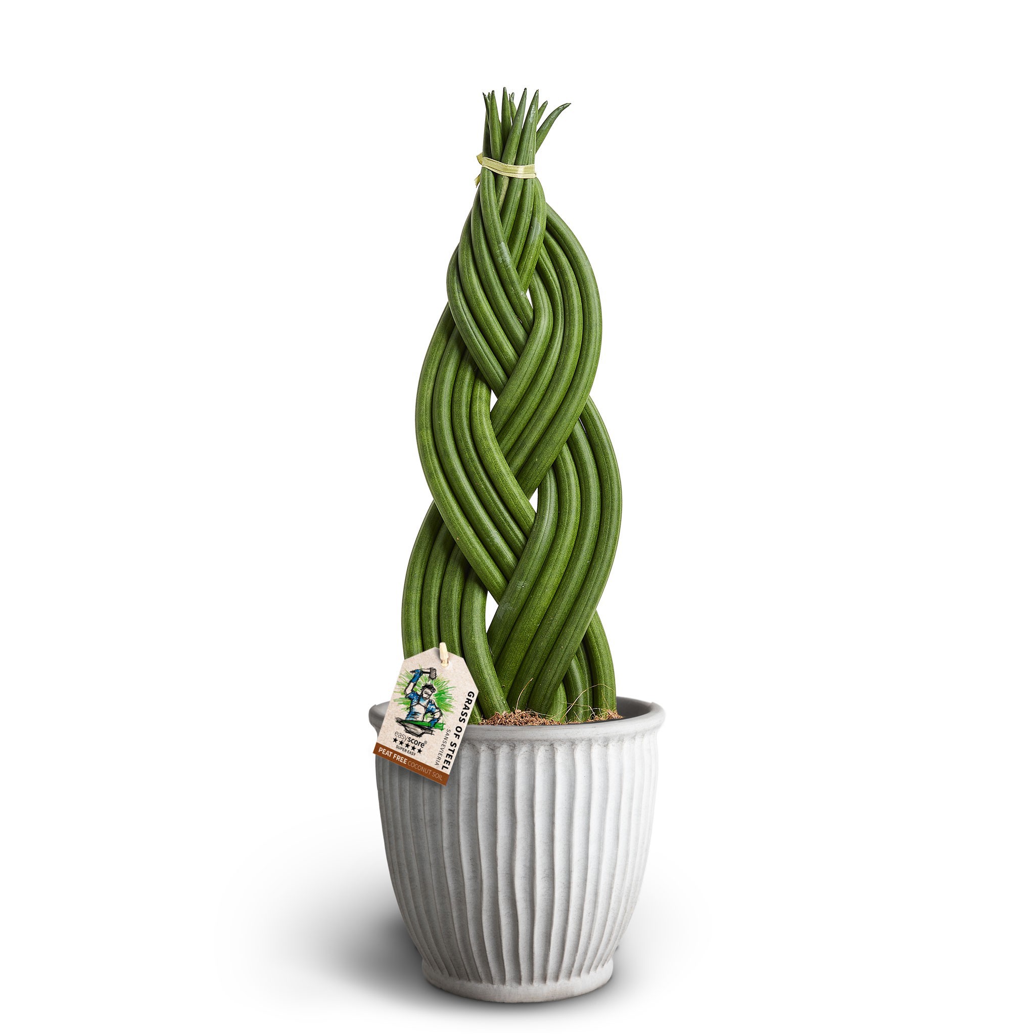 Athena Sand, Sansevieria cylindrica Braid, D 17