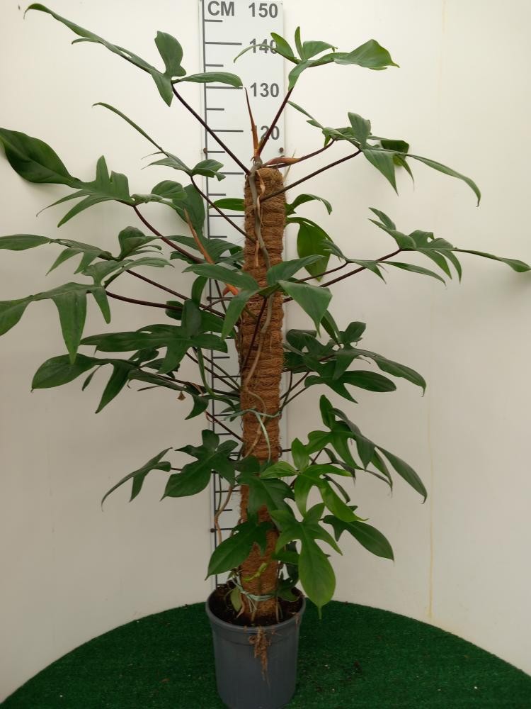 Philodendron Beauty vp19 Mosstok, D 19