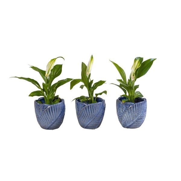 L 65972 with Spathiphyllum 6 cm, D 6 cm L 65972 with Spathiphyllum 6 cm, D 6 cm
