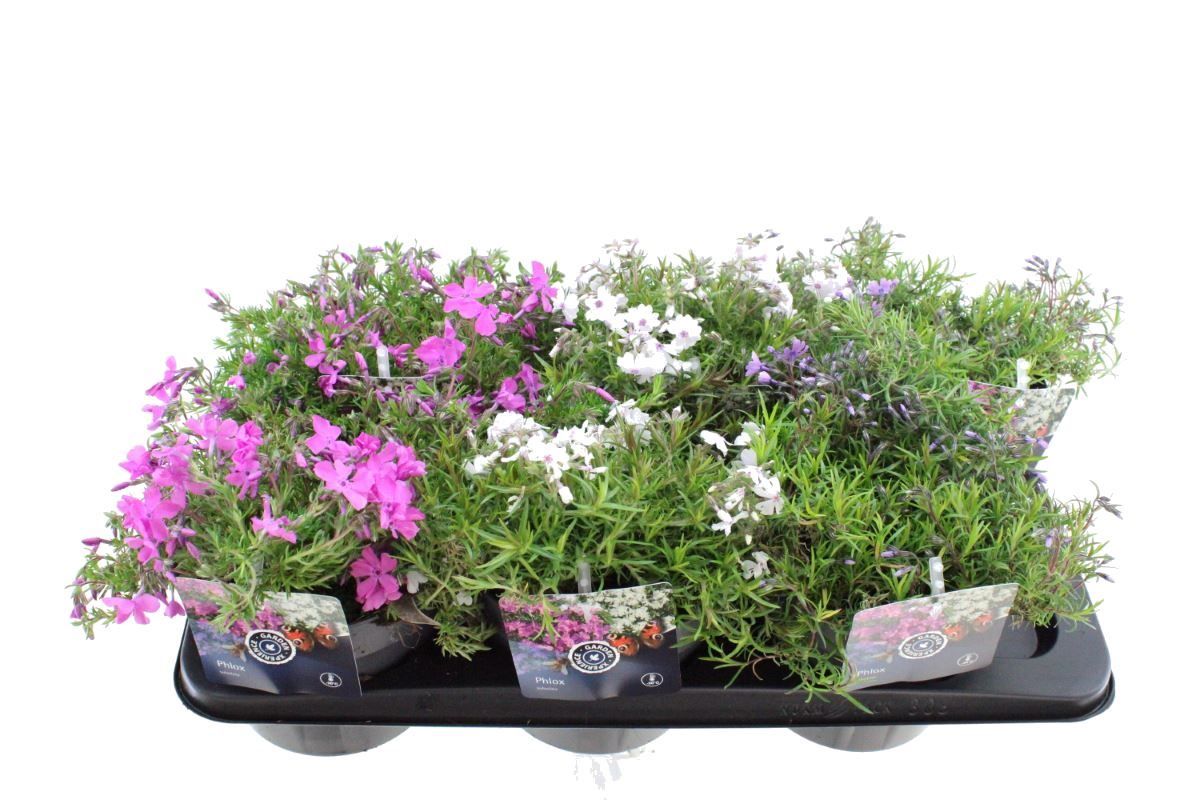 Phlox subulata mixtray, D 17