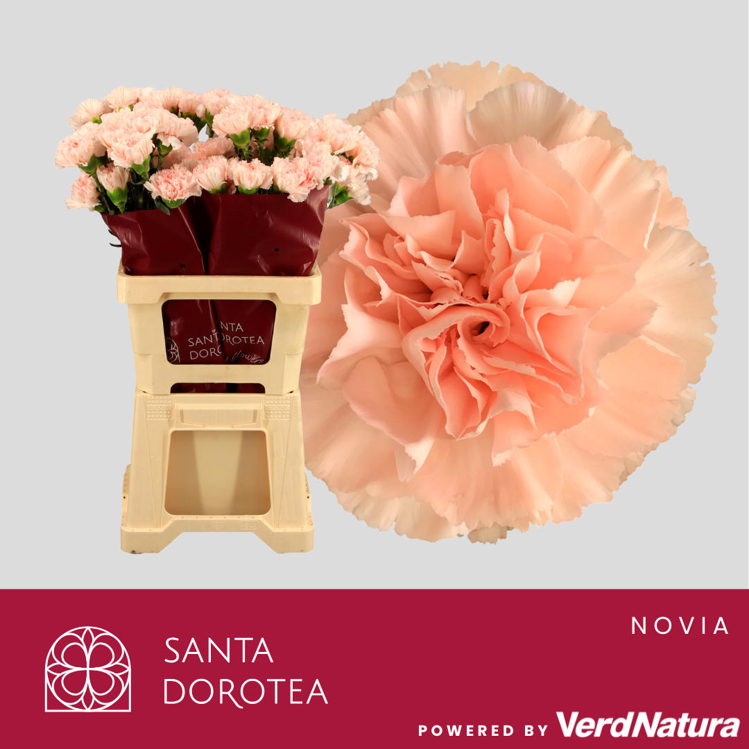 Диантус од. Новиадо, шт.