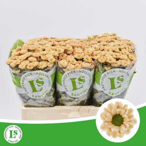 Сантини Росси Салмон, шт.