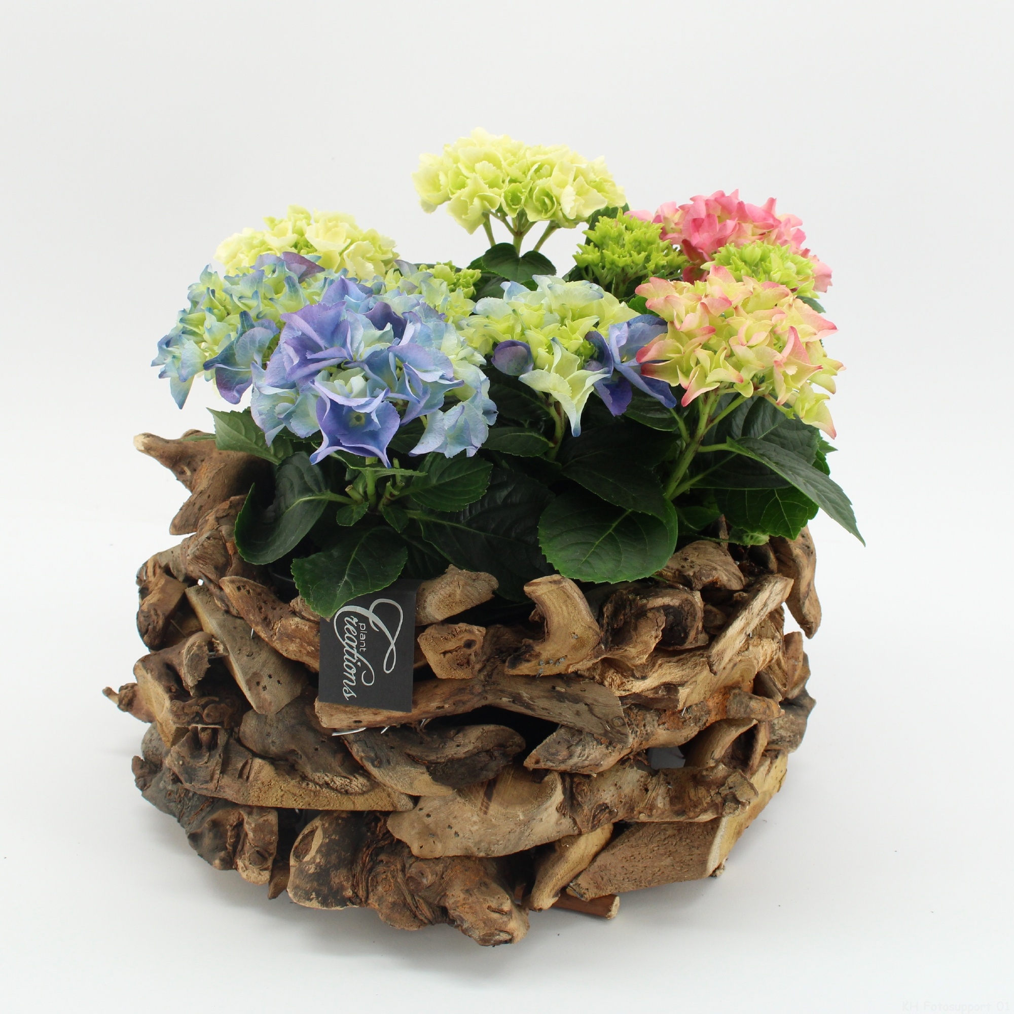 KHCR-2625M Hydrangea creatie, D 35
