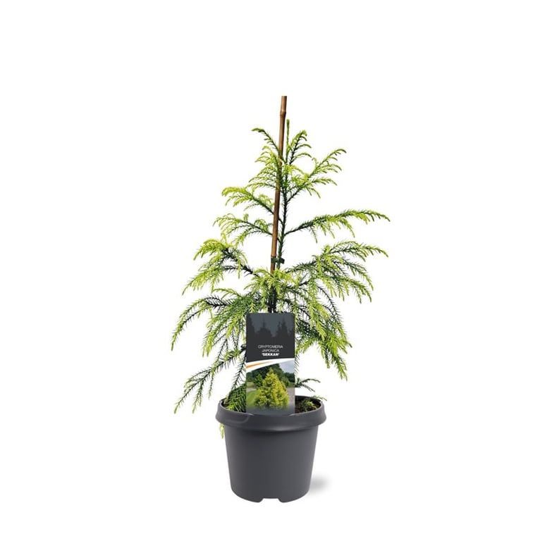 Cryptomeria japonica 'Sekkan', D 23 cm Cryptomeria japonica 'Sekkan', D 23 cm