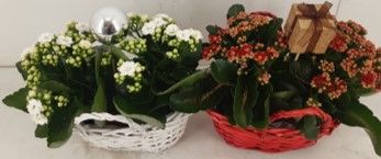 Calandiva 12 cm Rood/Wit Elize mandje, D 24