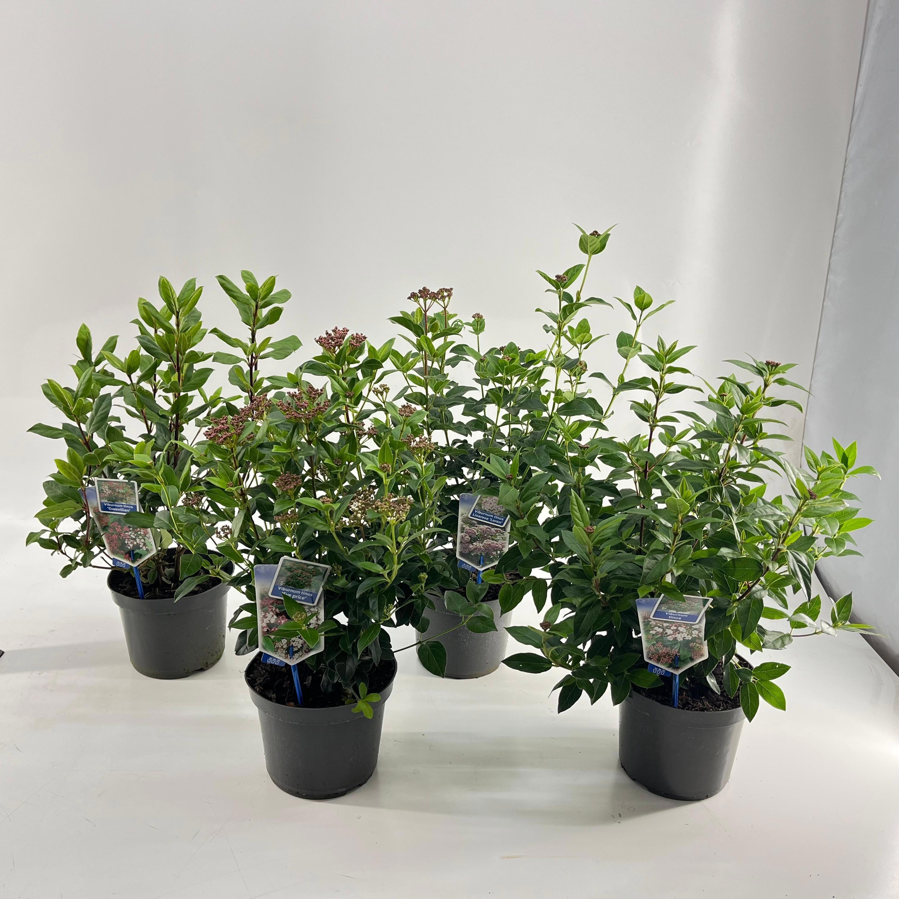 Viburnum tinus mix (minimum order one layer), D 19 cm Viburnum tinus mix (minimum order one layer), D 19 cm