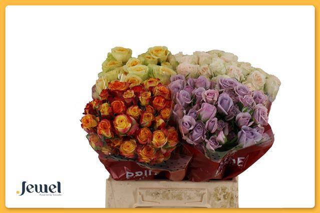 Роза куст. Микс в баке 40, шт.