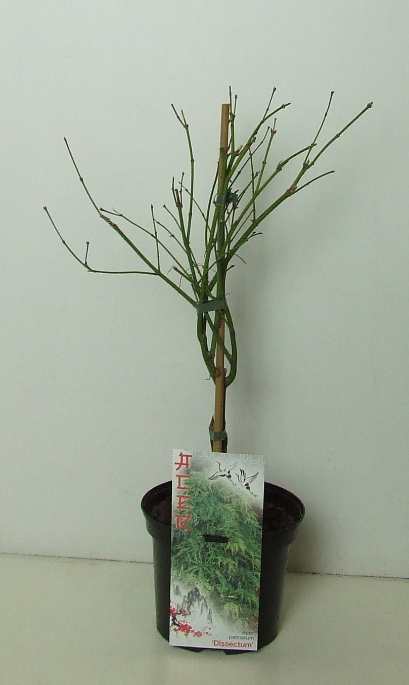 Acer palmatum 'Dissectum' P19, D 19
