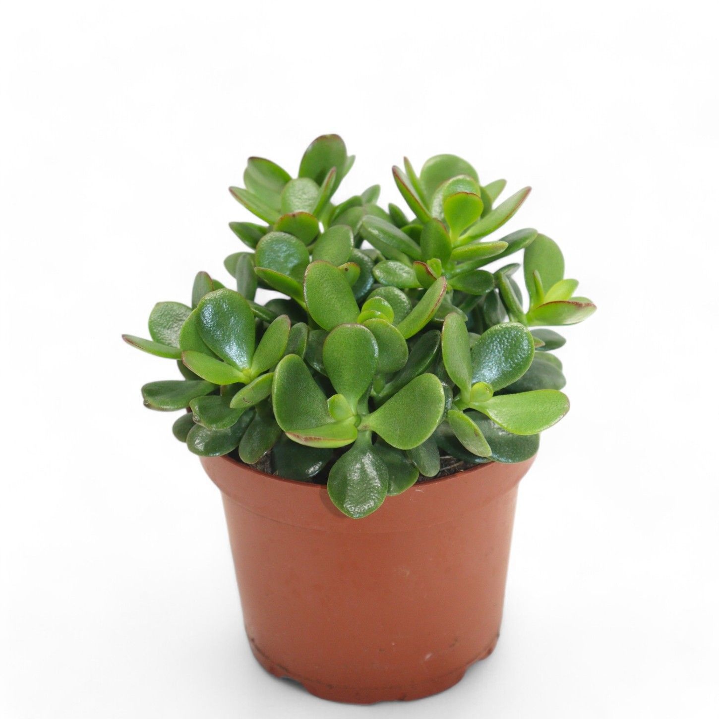 Crassula Minor, D 8,5