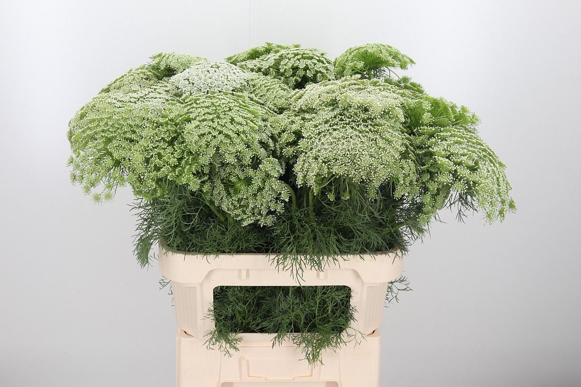 Амми Виснага 80, шт.