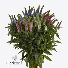 Вероника Смарт Кол Микс 60, шт.