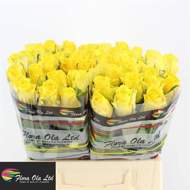 Роза од. Пенни Лэйн 40, шт.