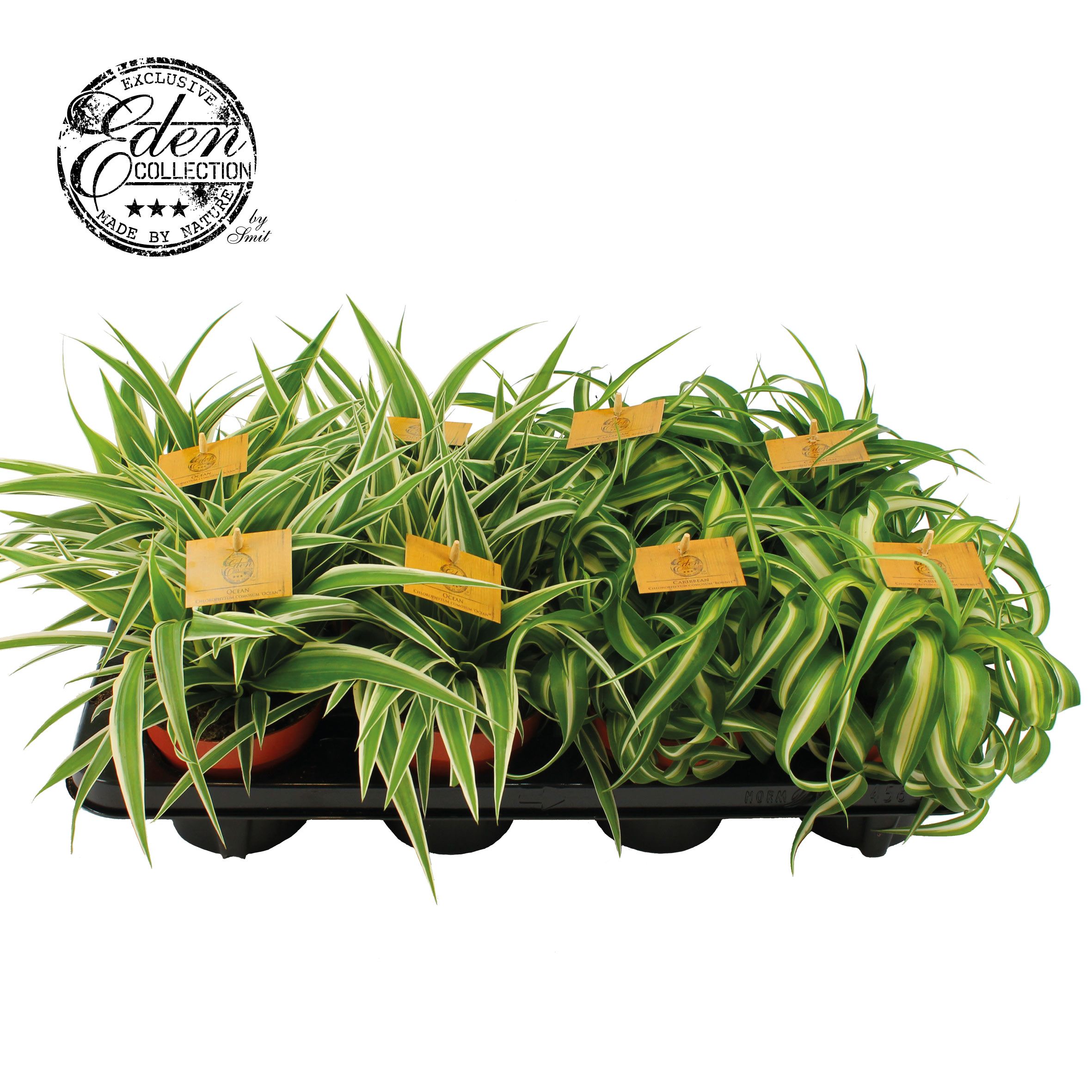 Chlorophytum gemengd 12cm, D 12