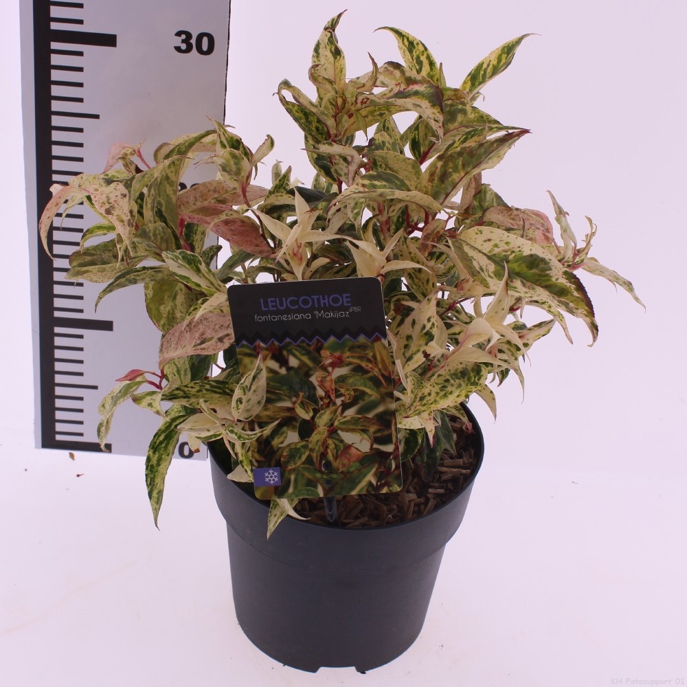 Leucothoe fontanesiana 'Makiejaz', D 17 cm