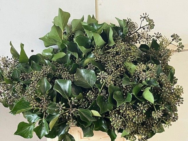 Хедера Овериг (ягоды) за пучок 55, пуч.