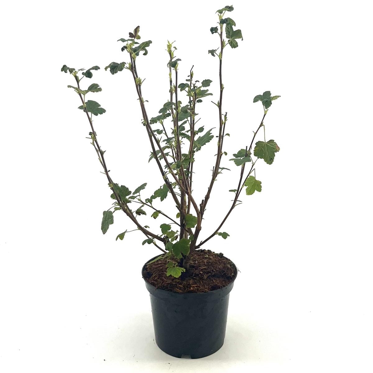 Ribes sang. 'King Edward VII', D 19 cm