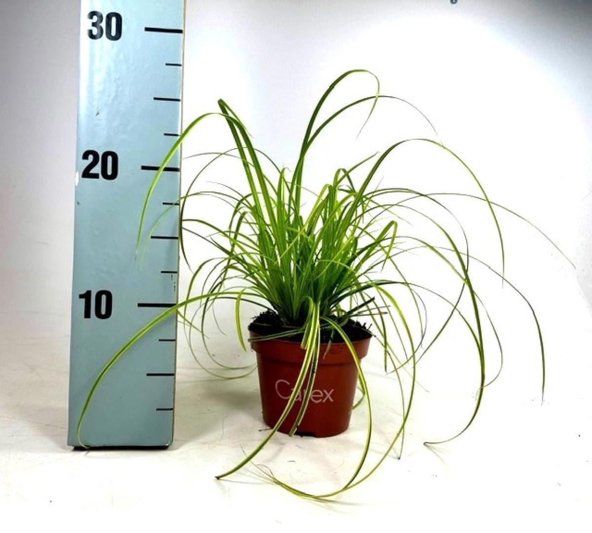Carex dolich. 'Kaga-nishiki', D 10,5