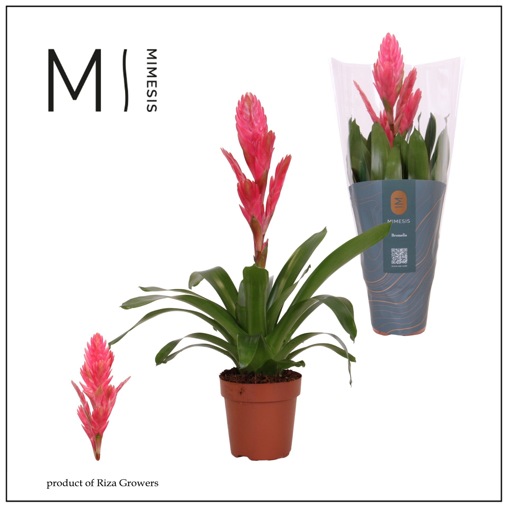 Vriesea Salima - 12cm | Mimesis, D 12