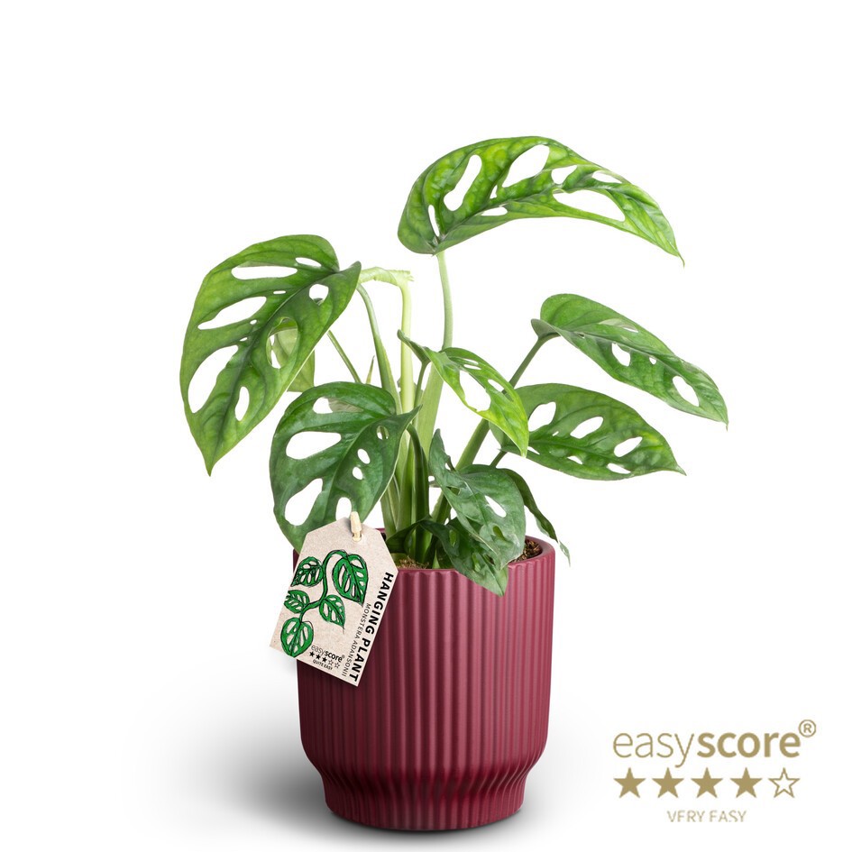 Nordic Aubergine, Monstera adansonii, D 12