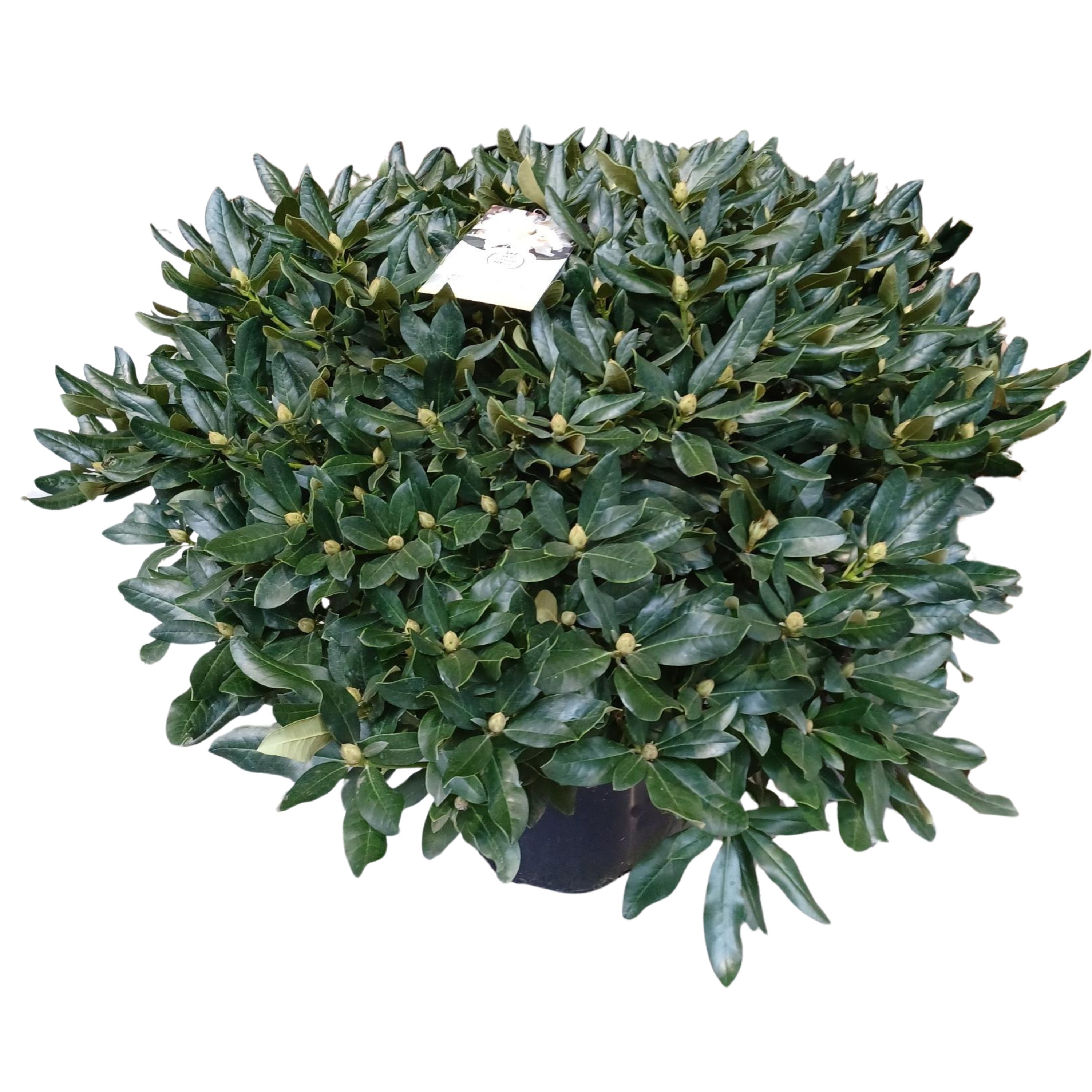 Rhododendron 120cm /45 liter 'Cunningham's White', D 54