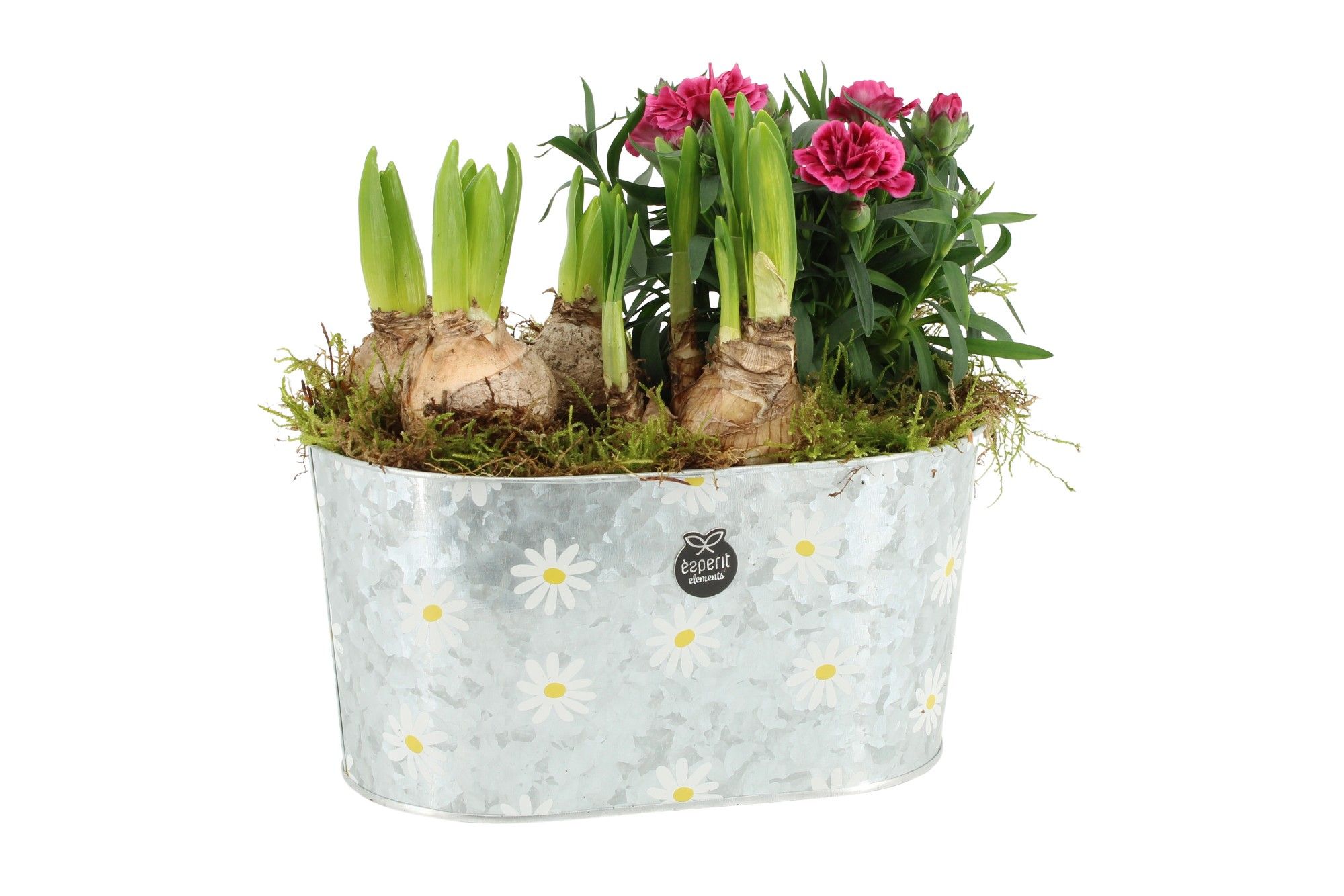 11381: Outdoor spring arrangement, D 23 cm