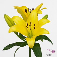 Лилия Родин 85, шт.